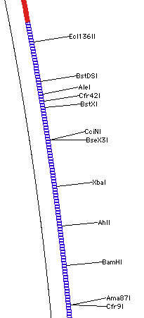 gene construction kit 4.03