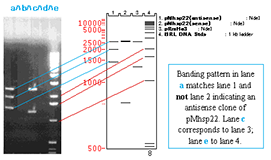 gene construction kit torrent full licence gene construction kit torrent full licence