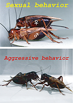 Sexual and Aggressive behavior